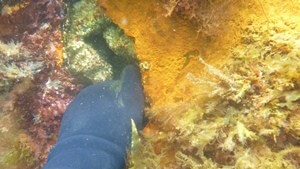 Hole in steel Pile underwater Scapa Pier
